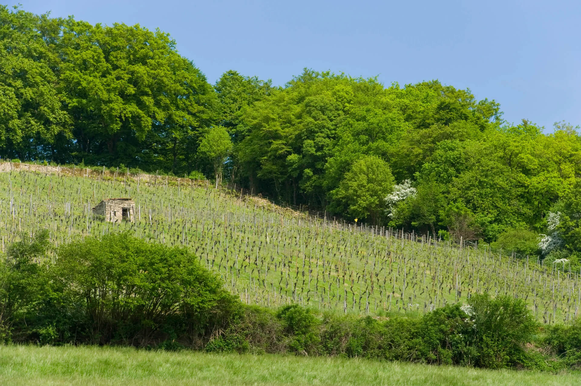 Pierre-HAAS-RO-6_HAB8693-1