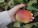 apple-g2693ab2d5_1920