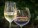 white-wine-848268_640